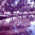 1960 March - Myall Creek