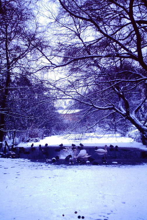 1962 December - Castriecum Ducks and swans