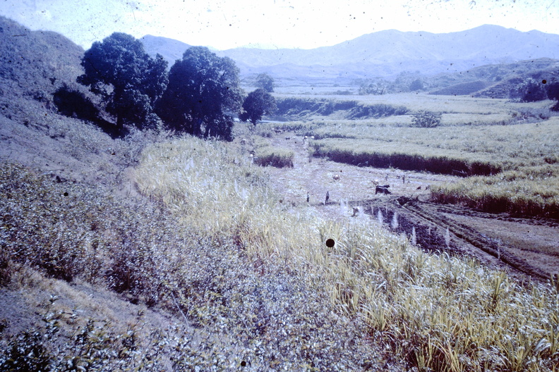 1964 July - cane cutting Singatoka Valley-001.JPG