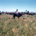 1-26 koeiendrijver op de vlakte bij Dalby