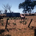 2-10 koeien Zie het droge gras