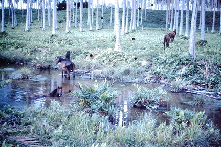 1960 Dec - wild horses Yandina