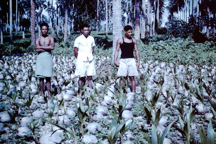1962 June - Coconut nursery West Bay, Henry