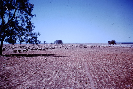 1960 Sept - sheep at Greens Hodgson.