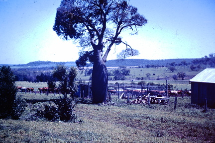 1959 November - bottle tree McQuaker Coornaga North