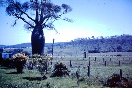 1959 November - bottle tree Coonanga North