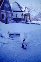 1963 January - Nieuue Niedorp Swans