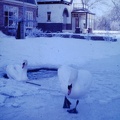 1963 January - Nieuue Niedorp Swans